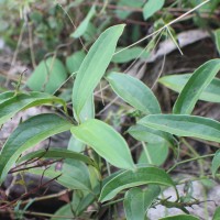 Smilax zeylanica L.